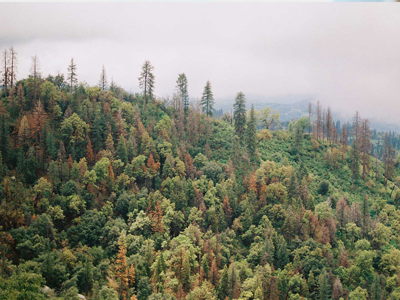 A forested hillside under low fog